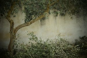 Arriva il Burian, sospendere la potatura