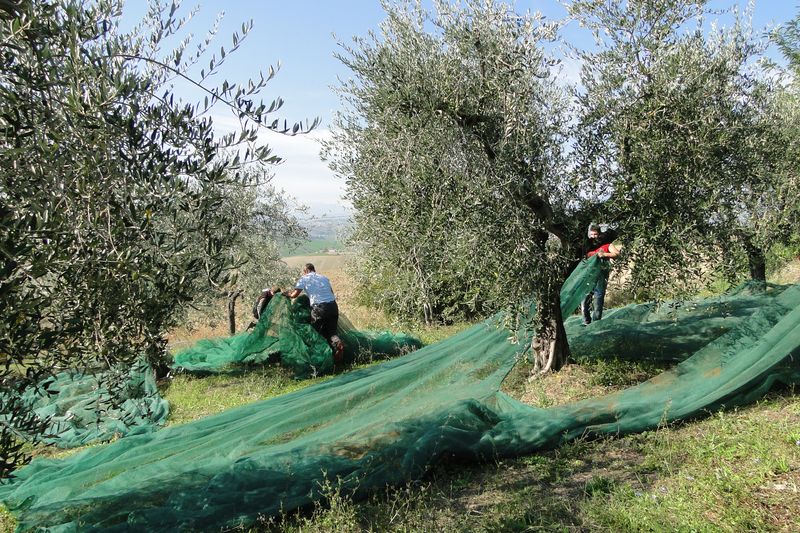 La raccolta delle olive in Abruzzo