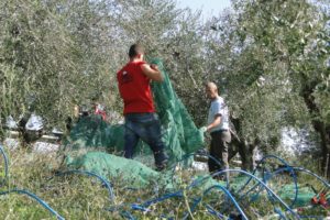 olive harvesting italy